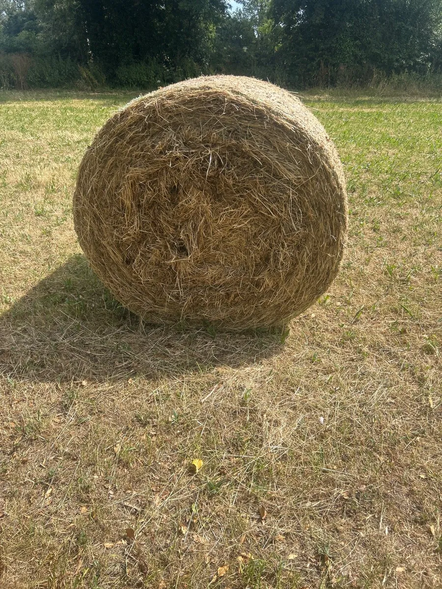 Hay bales - Image 2