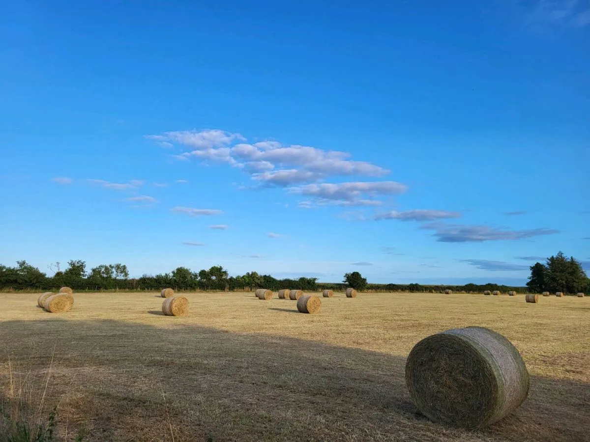 Hay for sale, top quality 4x4 - Image 2