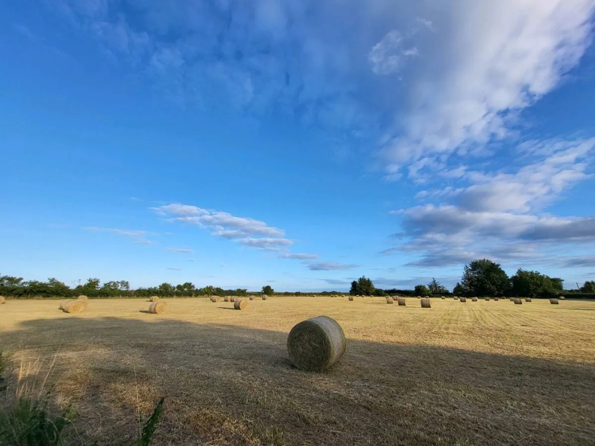 Hay for sale, top quality 4x4 - Image 3