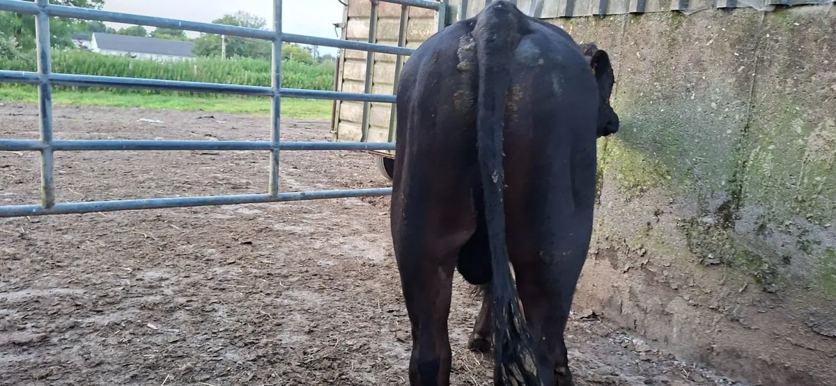 Vasectomised Bull - Image 1