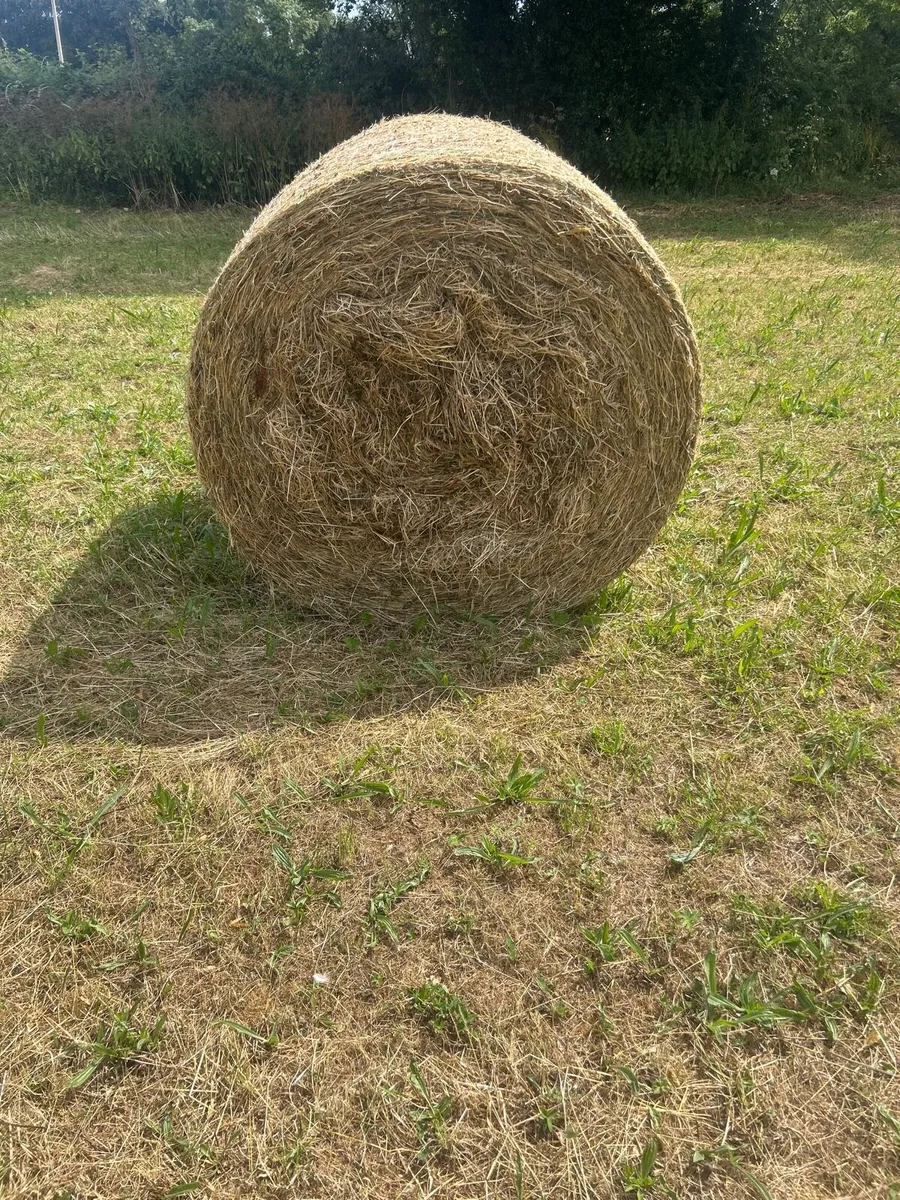 Hay bales - Image 3