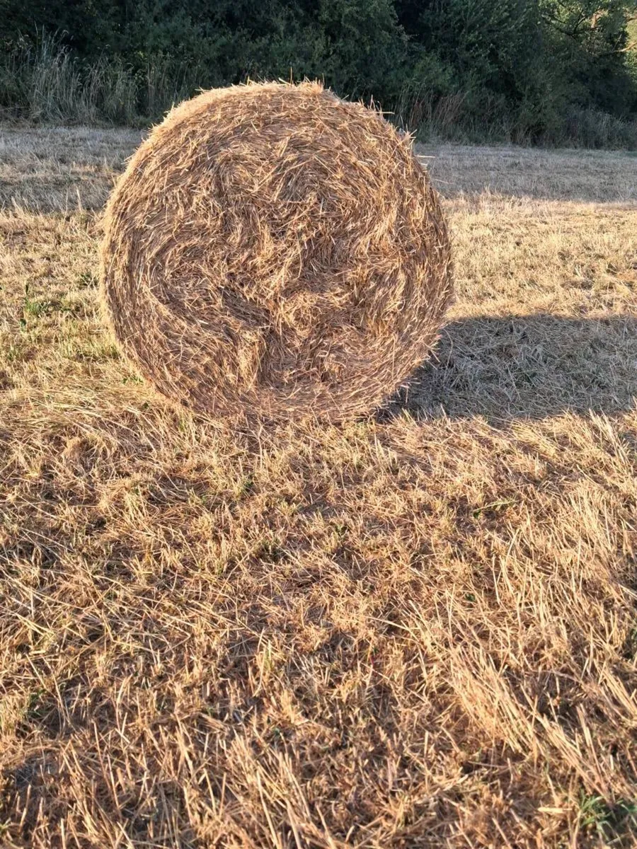 Hay