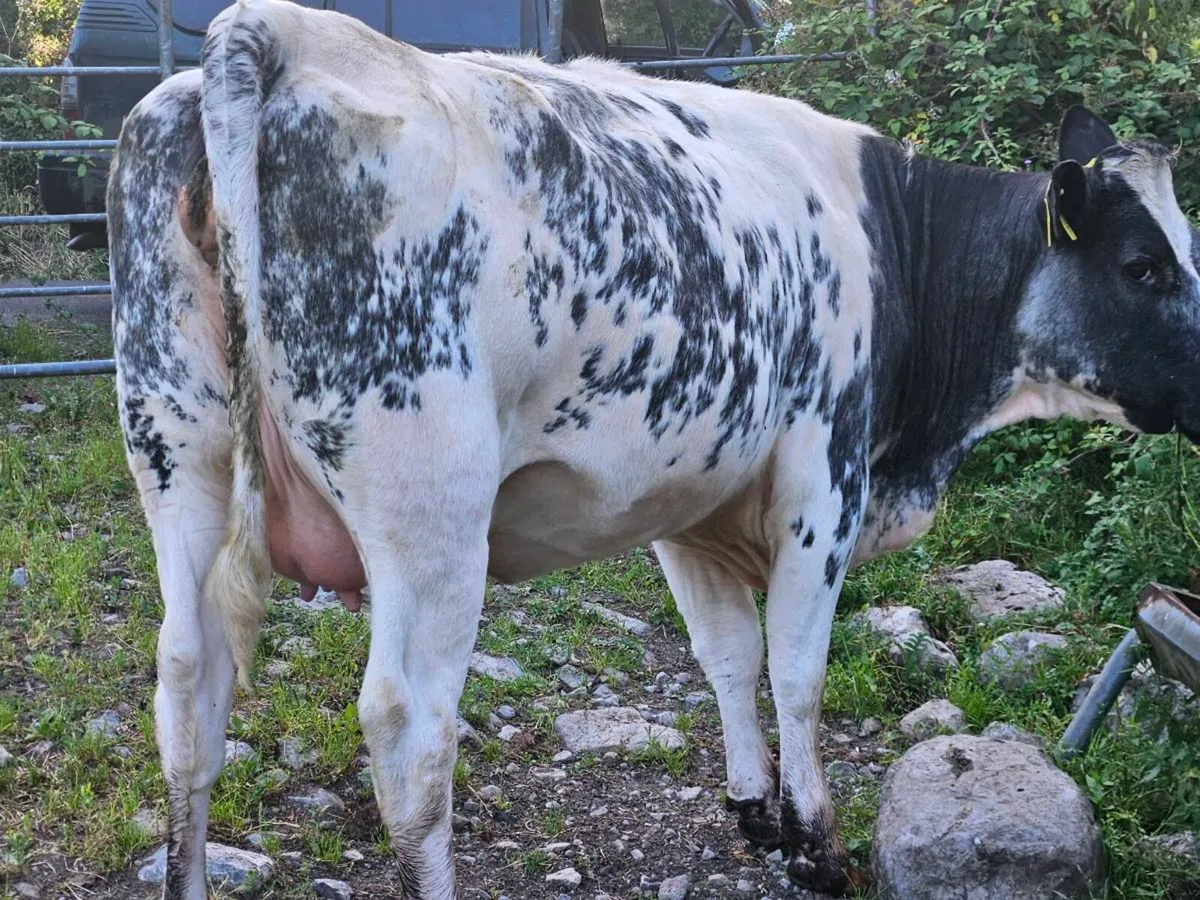 *****5 star Incalf heifer ***** - Image 1