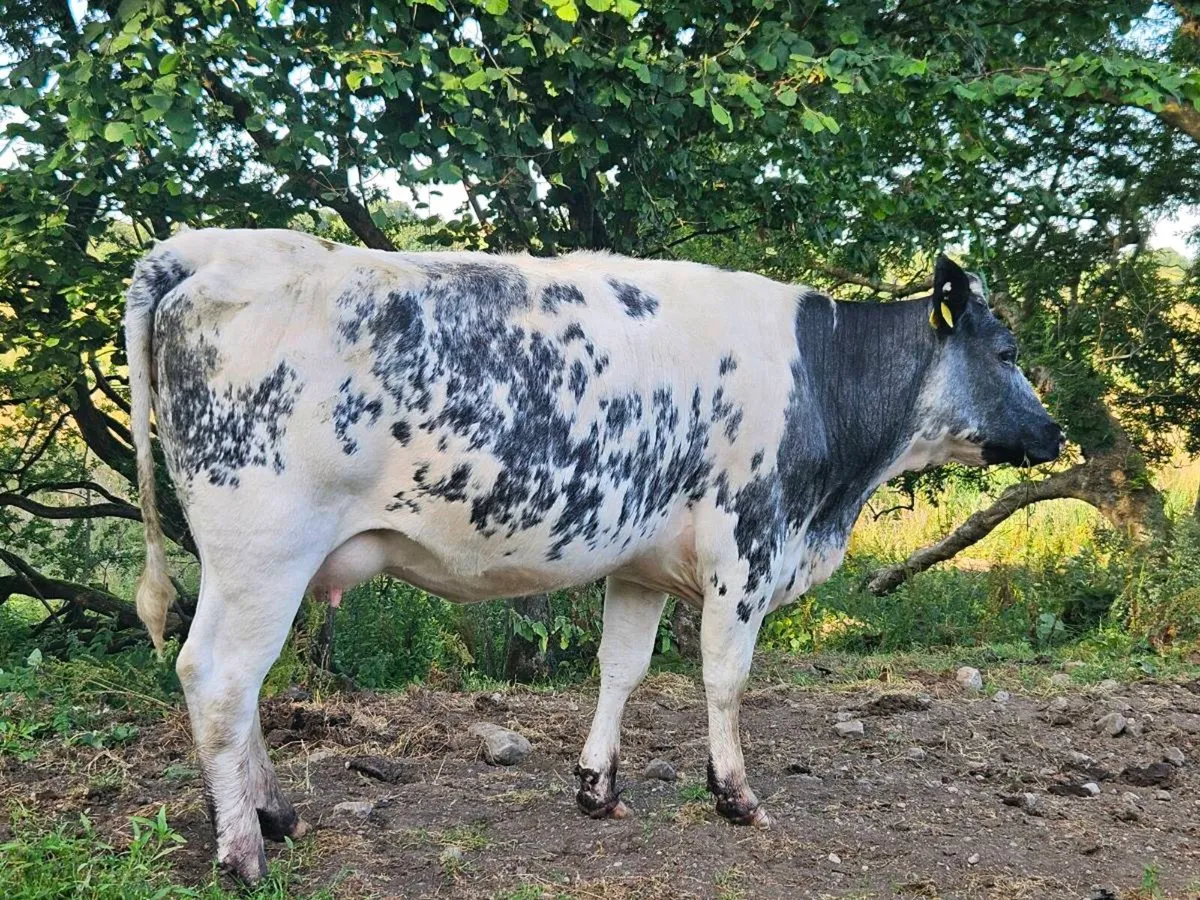 *****5 star Incalf heifer ***** - Image 2