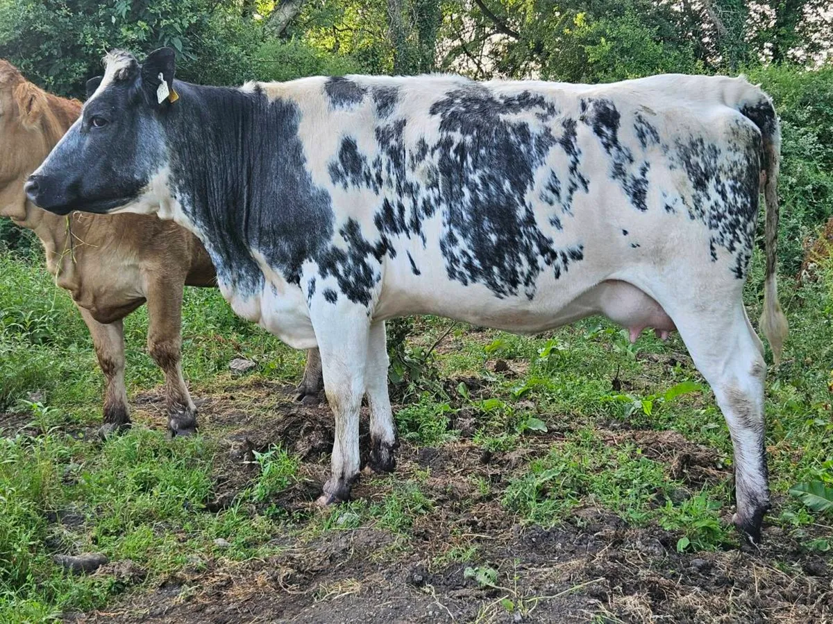 *****5 star Incalf heifer ***** - Image 3