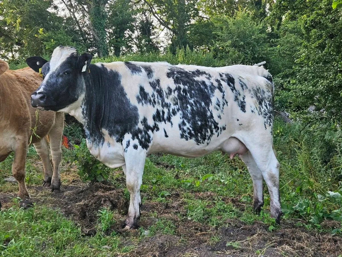 *****5 star Incalf heifer ***** - Image 4