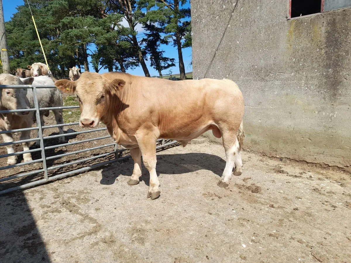 Charolais Bull - Image 1