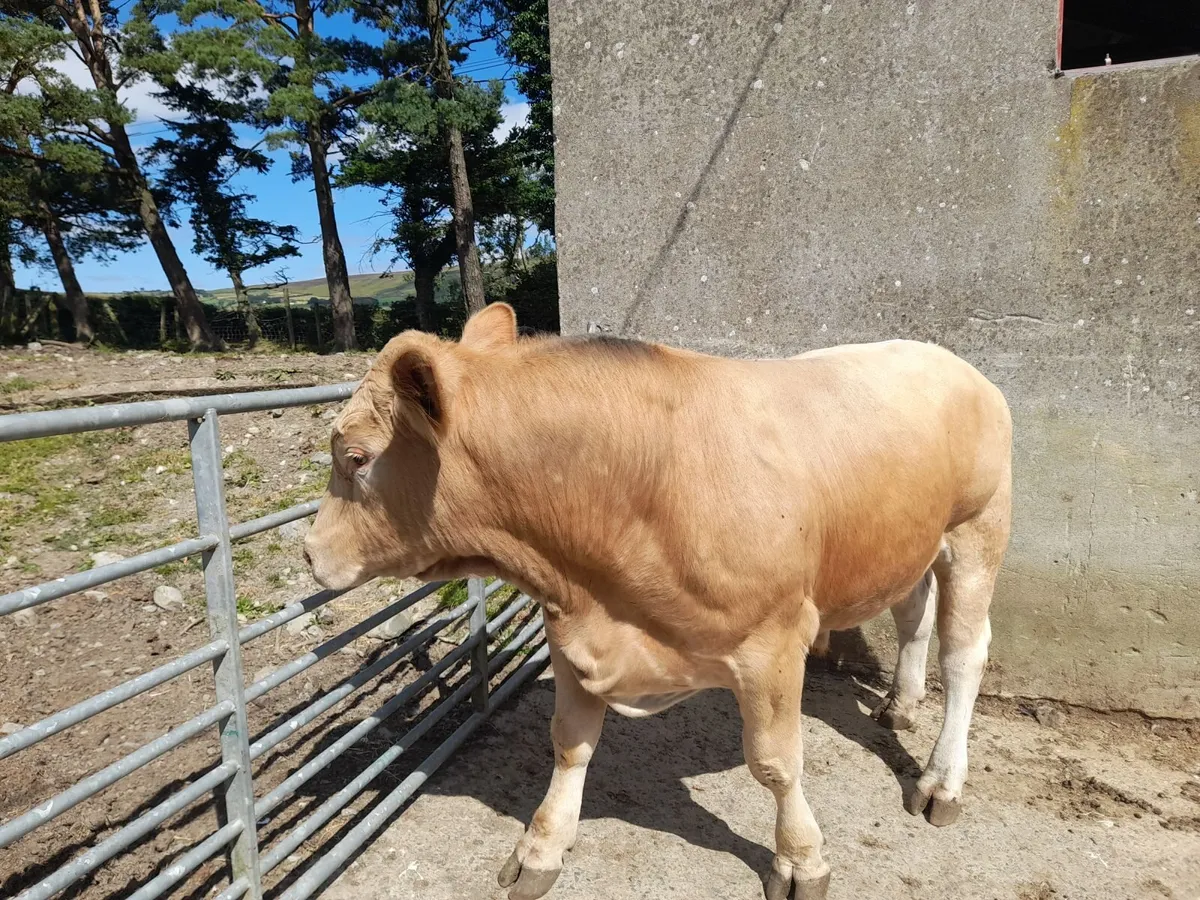Charolais Bull - Image 2