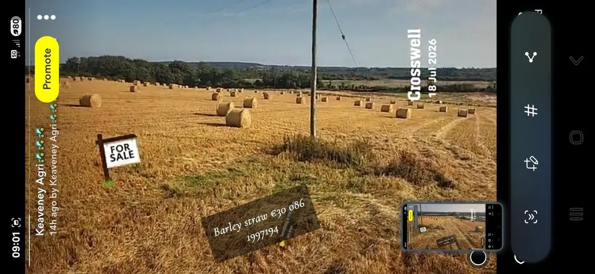 Straw and hay - Image 2