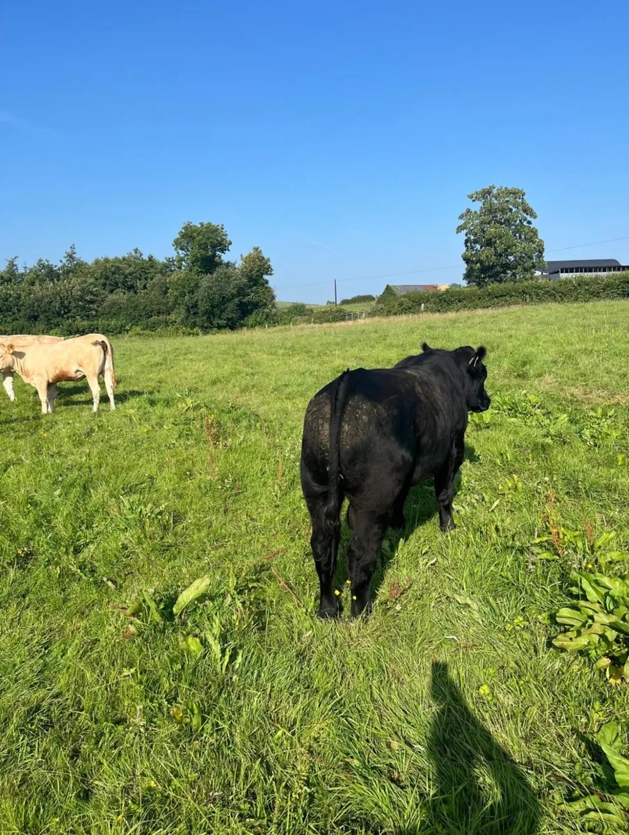 Pure breed Angus bull - Image 1