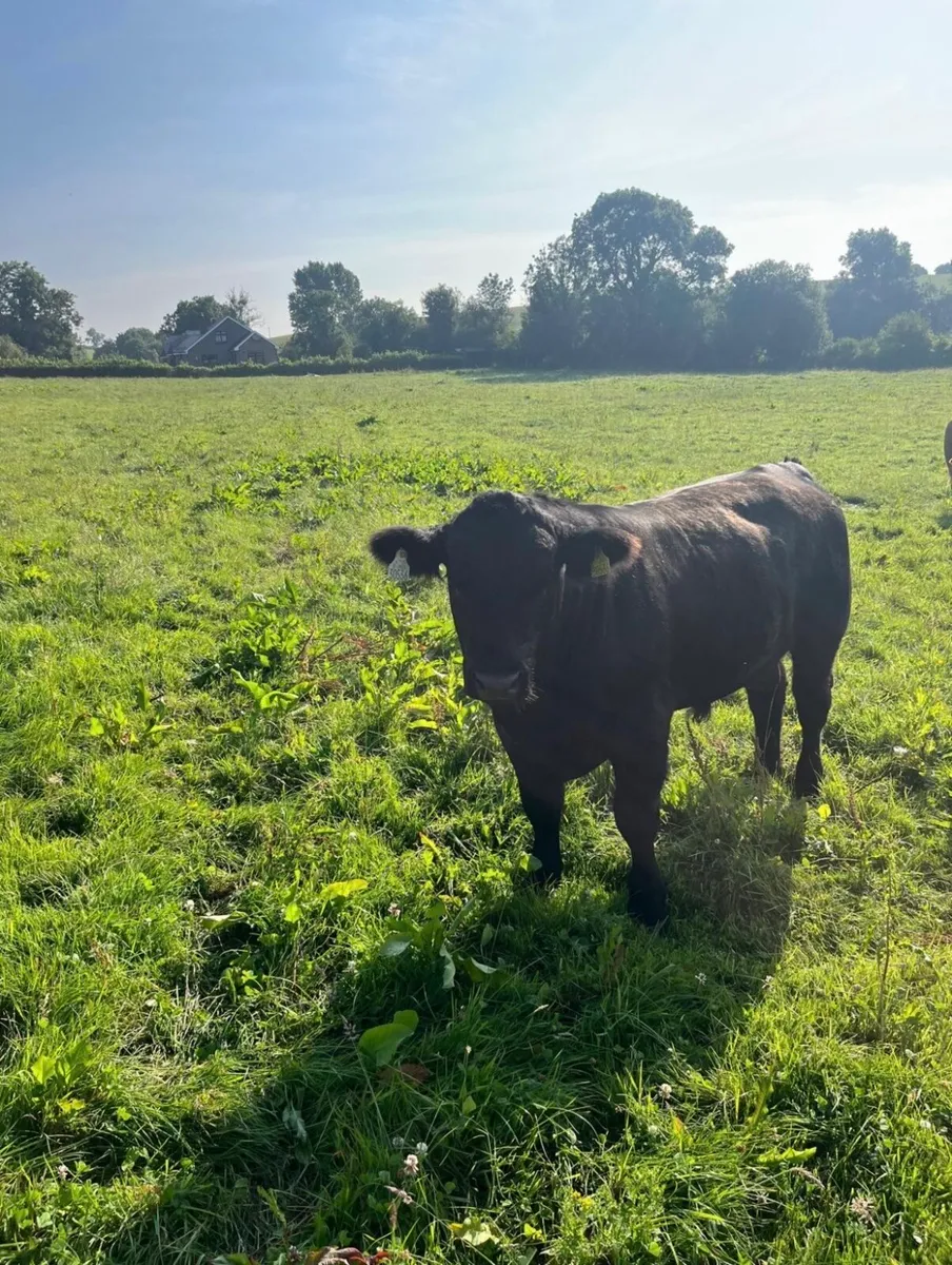 Pure breed Angus bull - Image 2