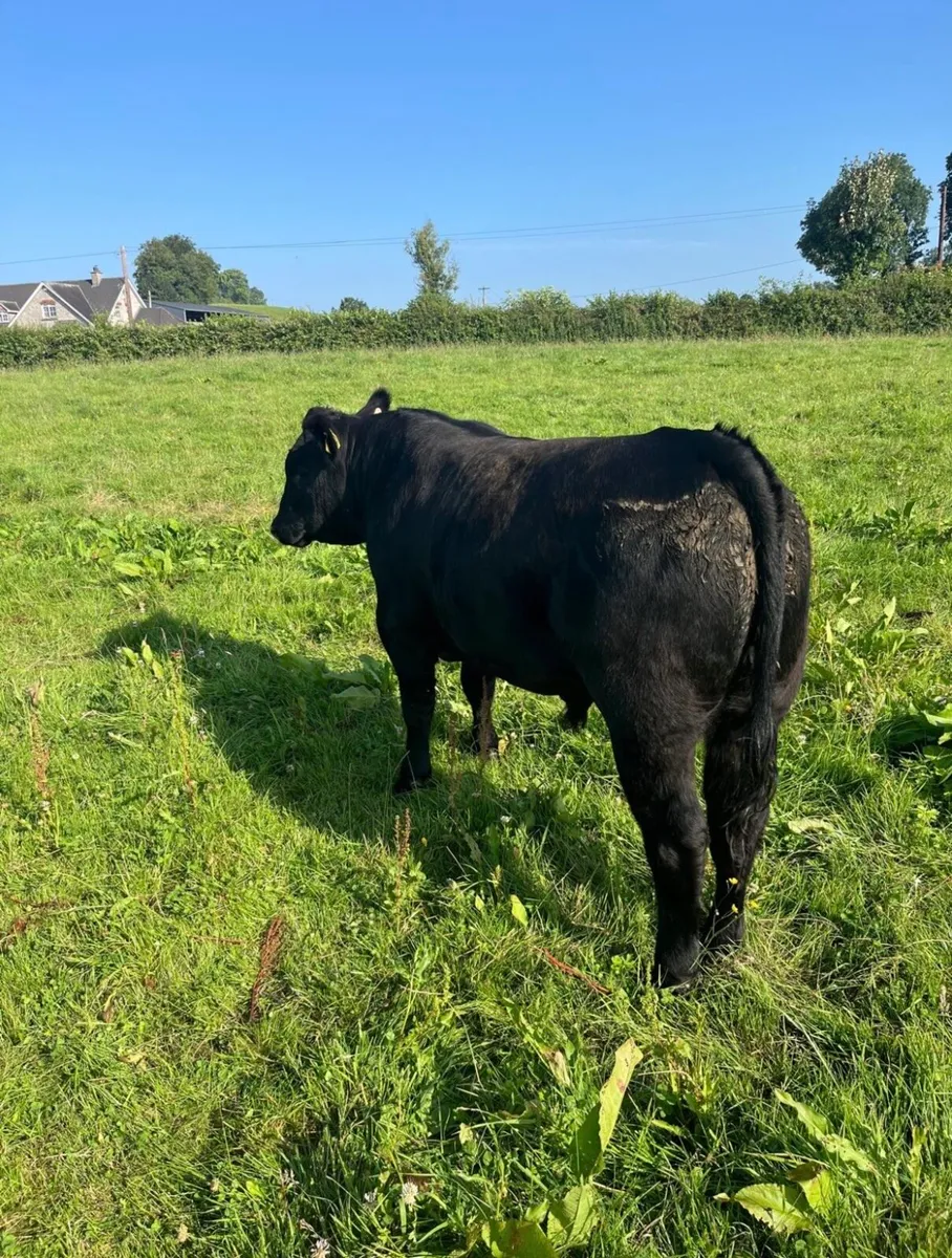 Pure breed Angus bull - Image 3
