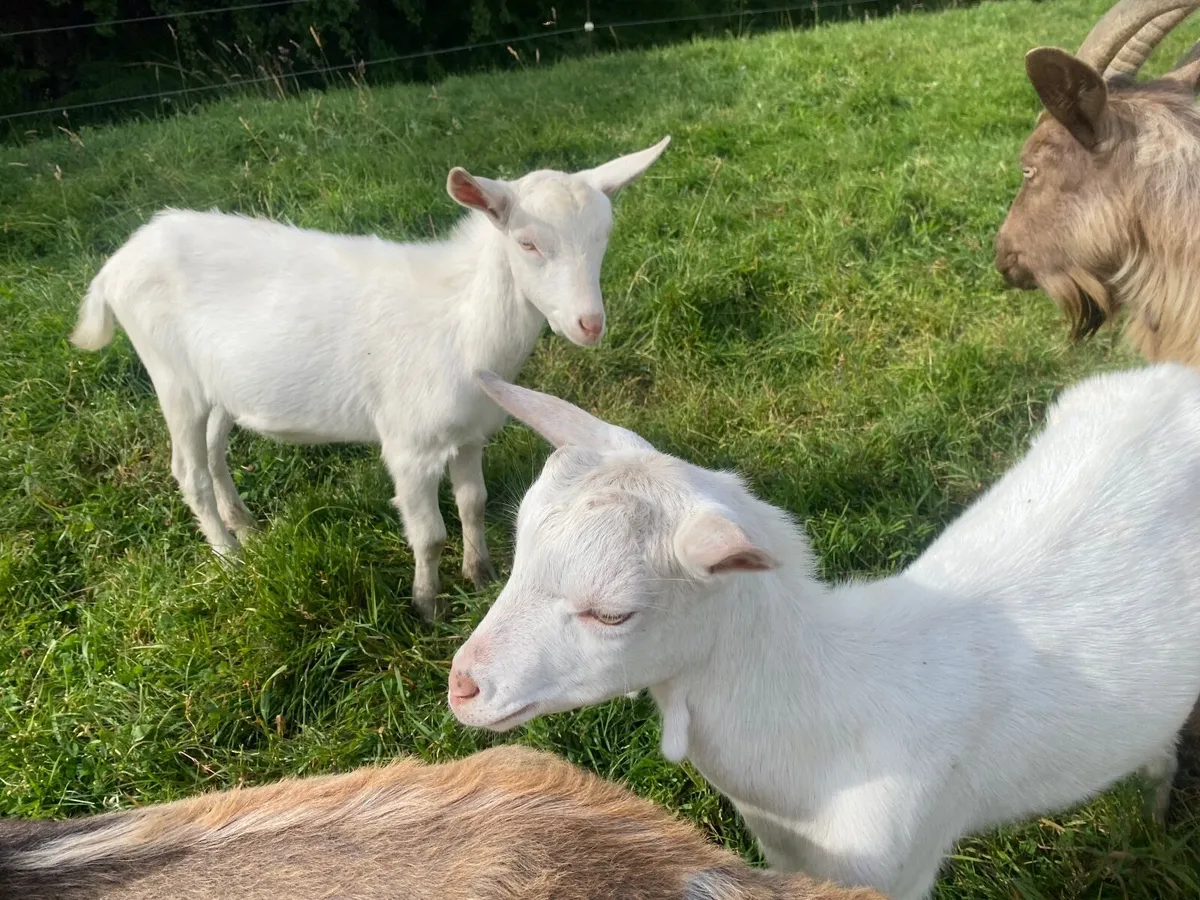 WHITE MALE BILLY KIDS GOATS  BRITISH SAANEN - Image 2