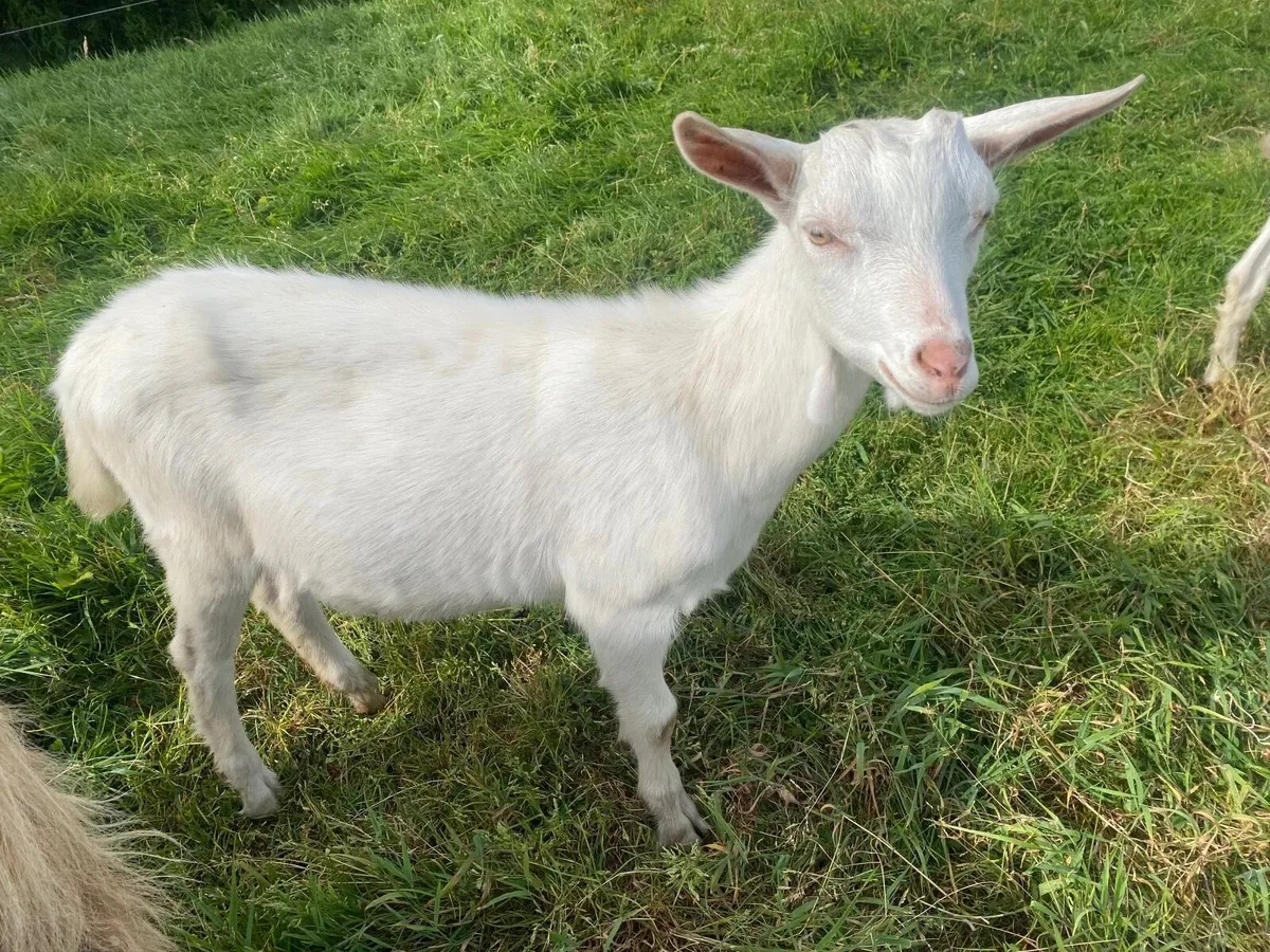WHITE MALE BILLY KIDS GOATS  BRITISH SAANEN - Image 3