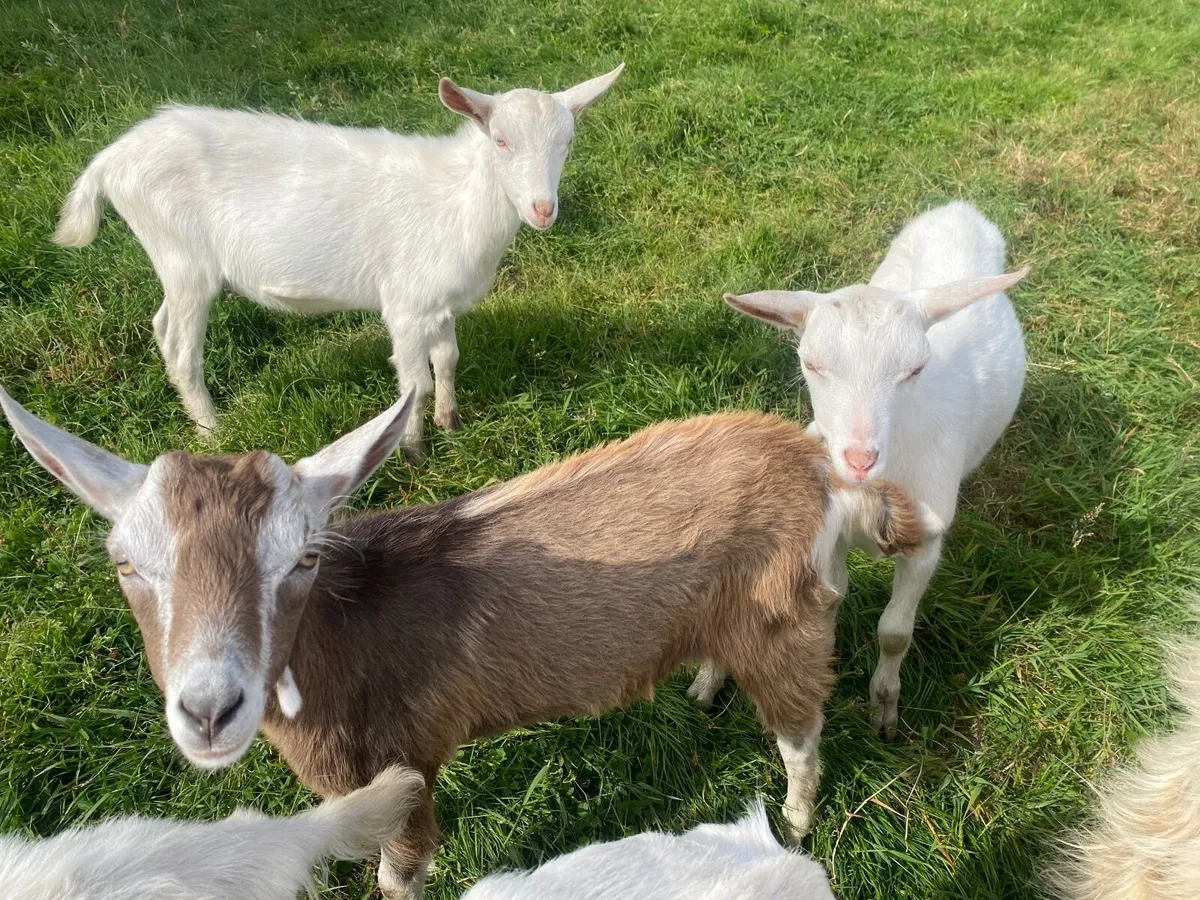 WHITE MALE BILLY KIDS GOATS  BRITISH SAANEN - Image 4