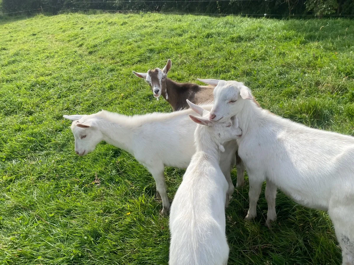 BROWN &WHITE MALE BILLY KIDS GOATS  BRITISH SAANEN - Image 1