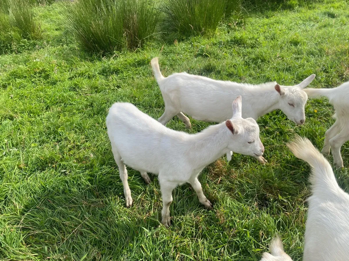 WHITE MALE BILLY KIDS GOATS  BRITISH SAANEN - Image 1
