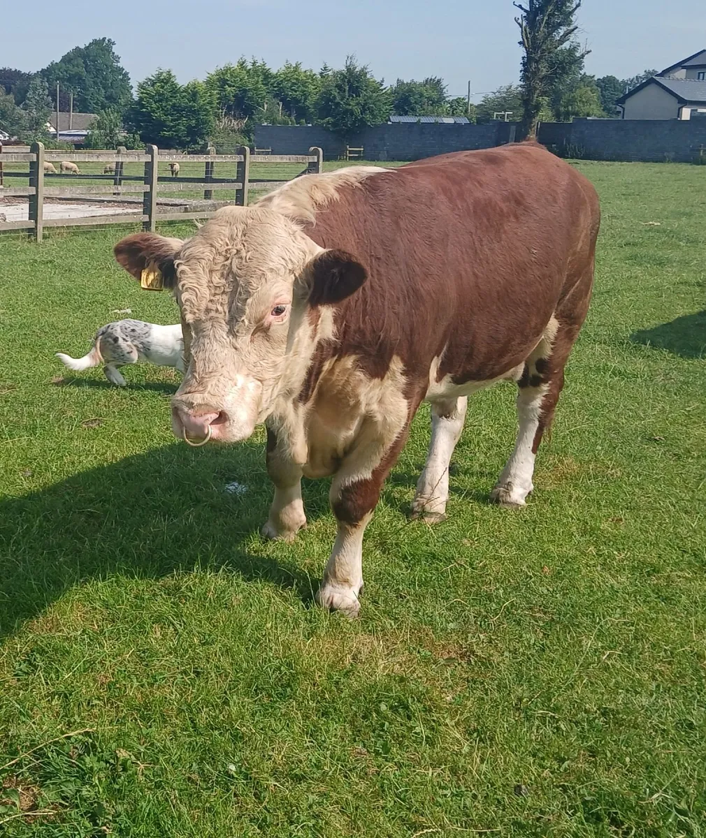 Hereford bulls - Image 1