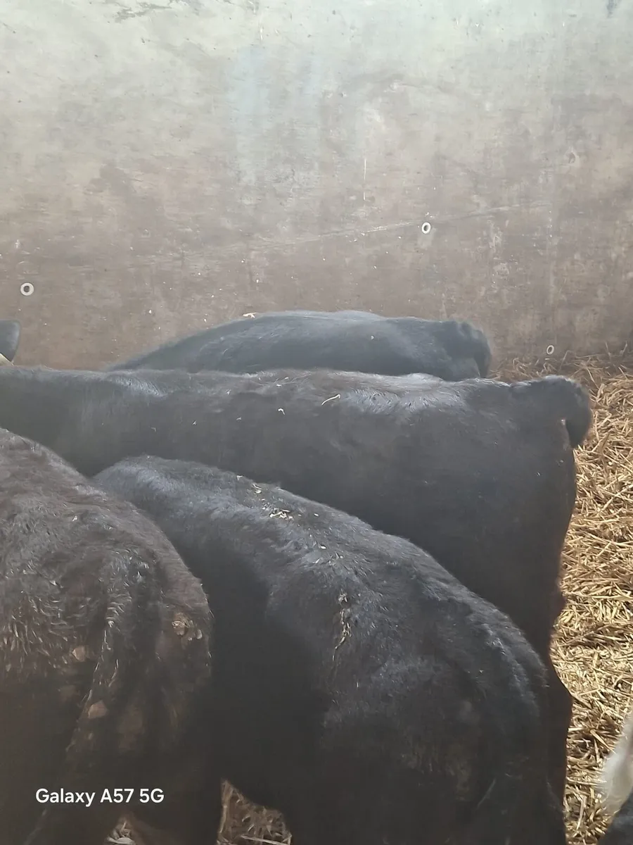 Calves - Image 1