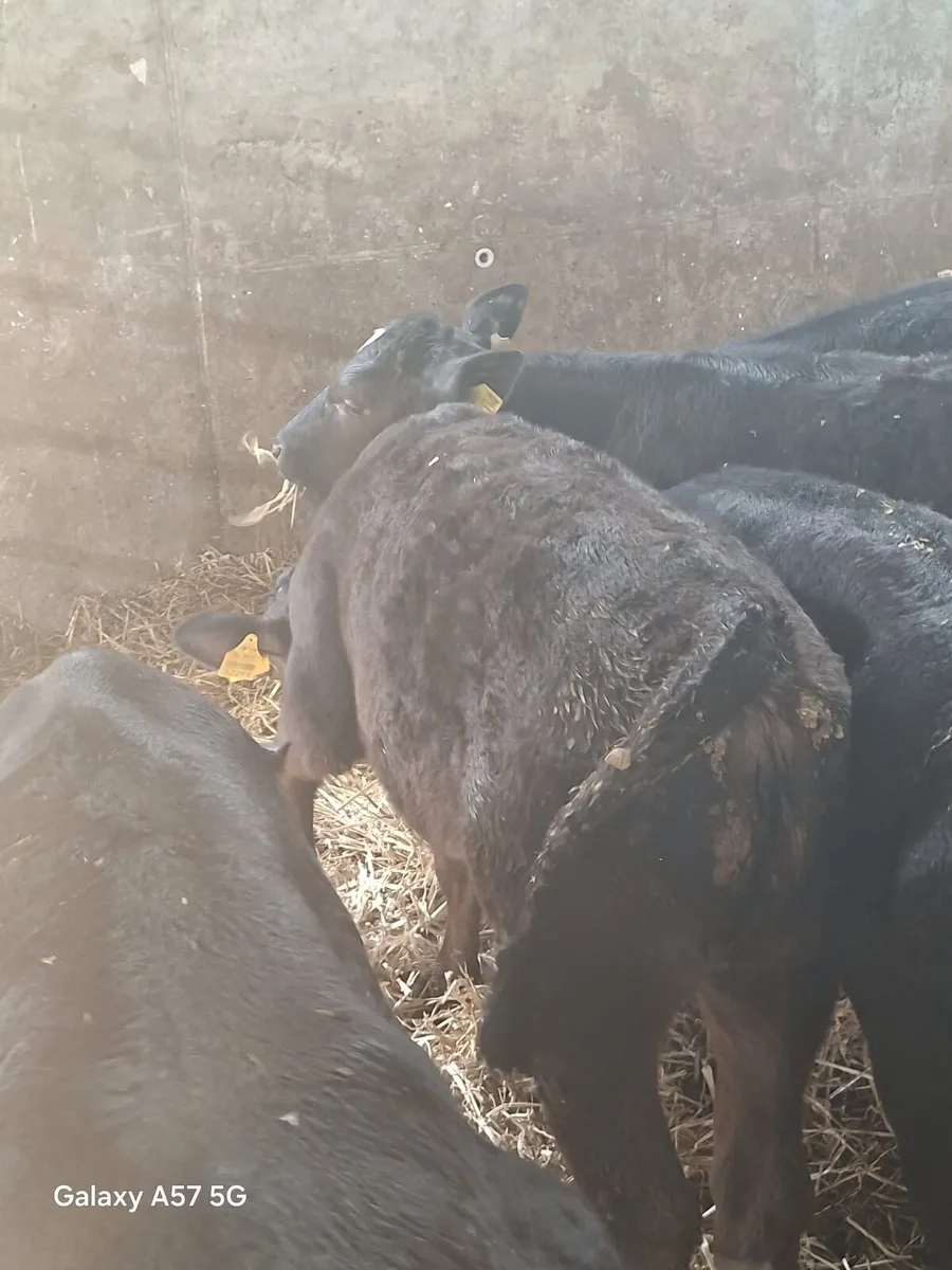 Calves - Image 2