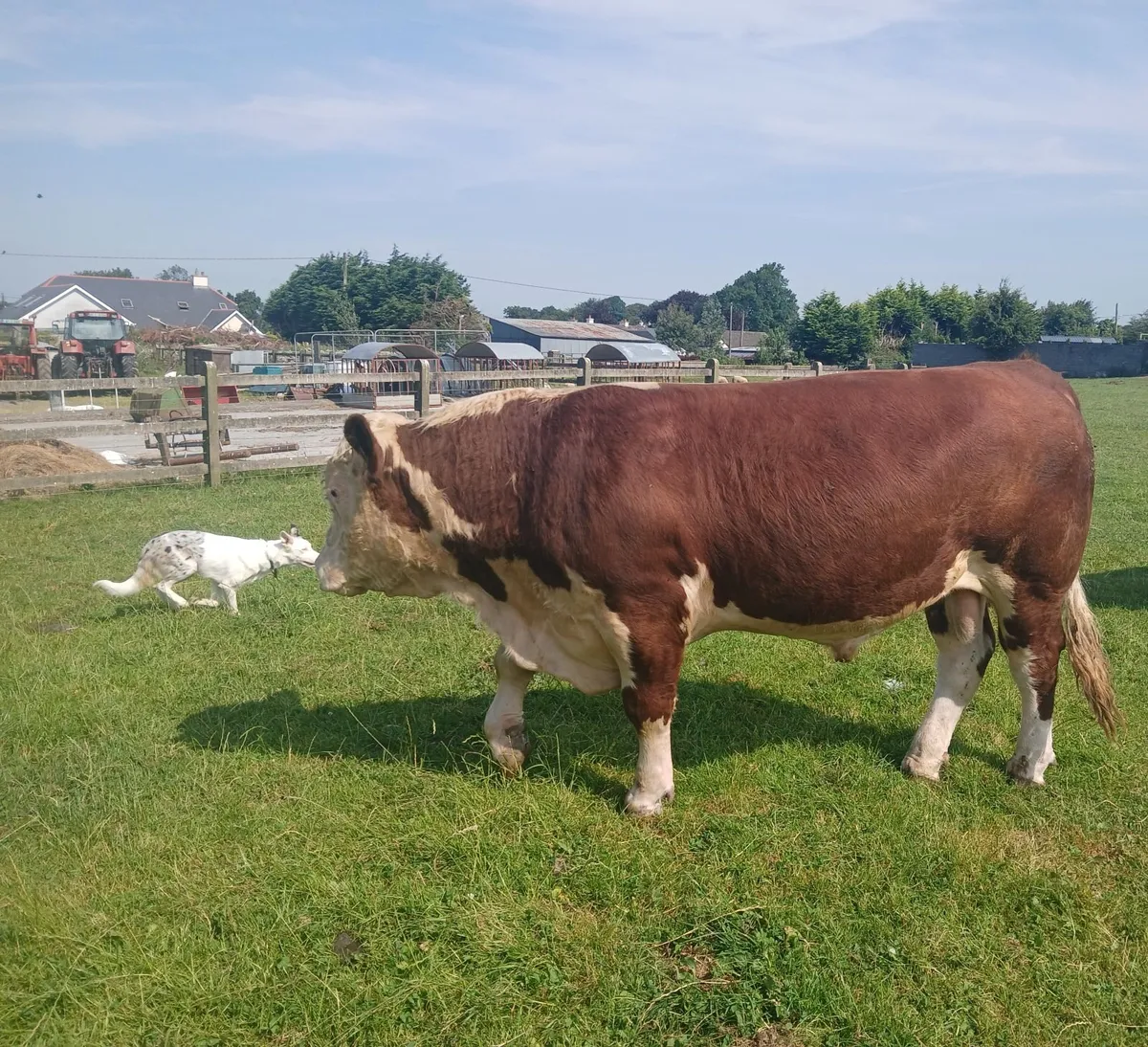 Hereford bulls - Image 3