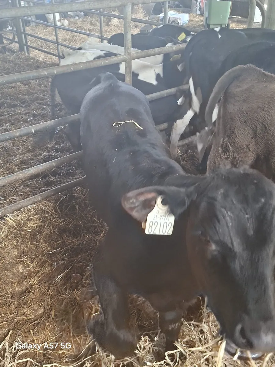 Calves - Image 3