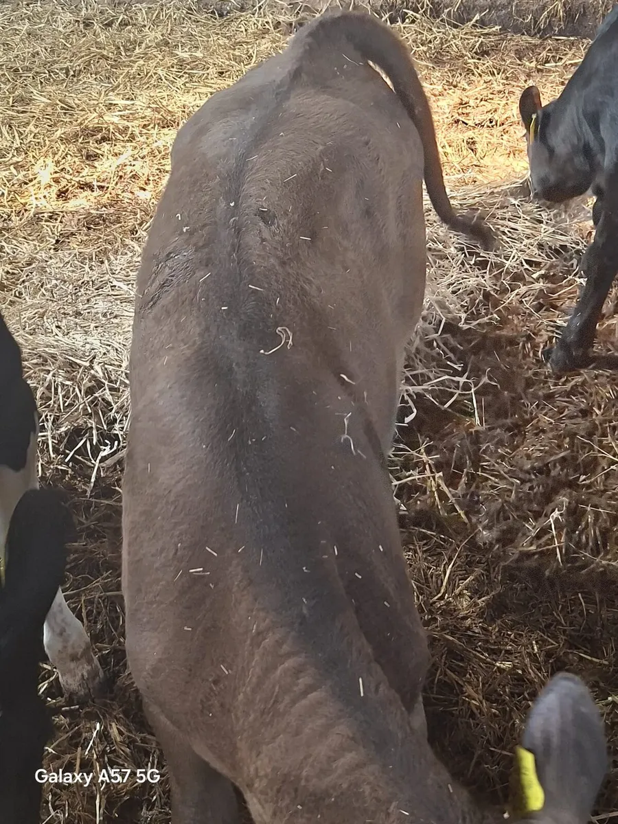 Calves - Image 4
