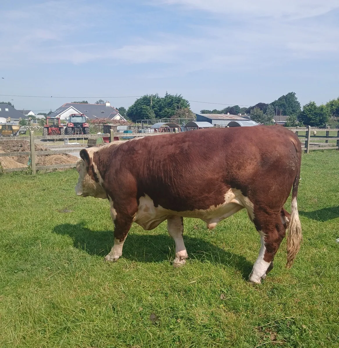 Hereford bulls - Image 2