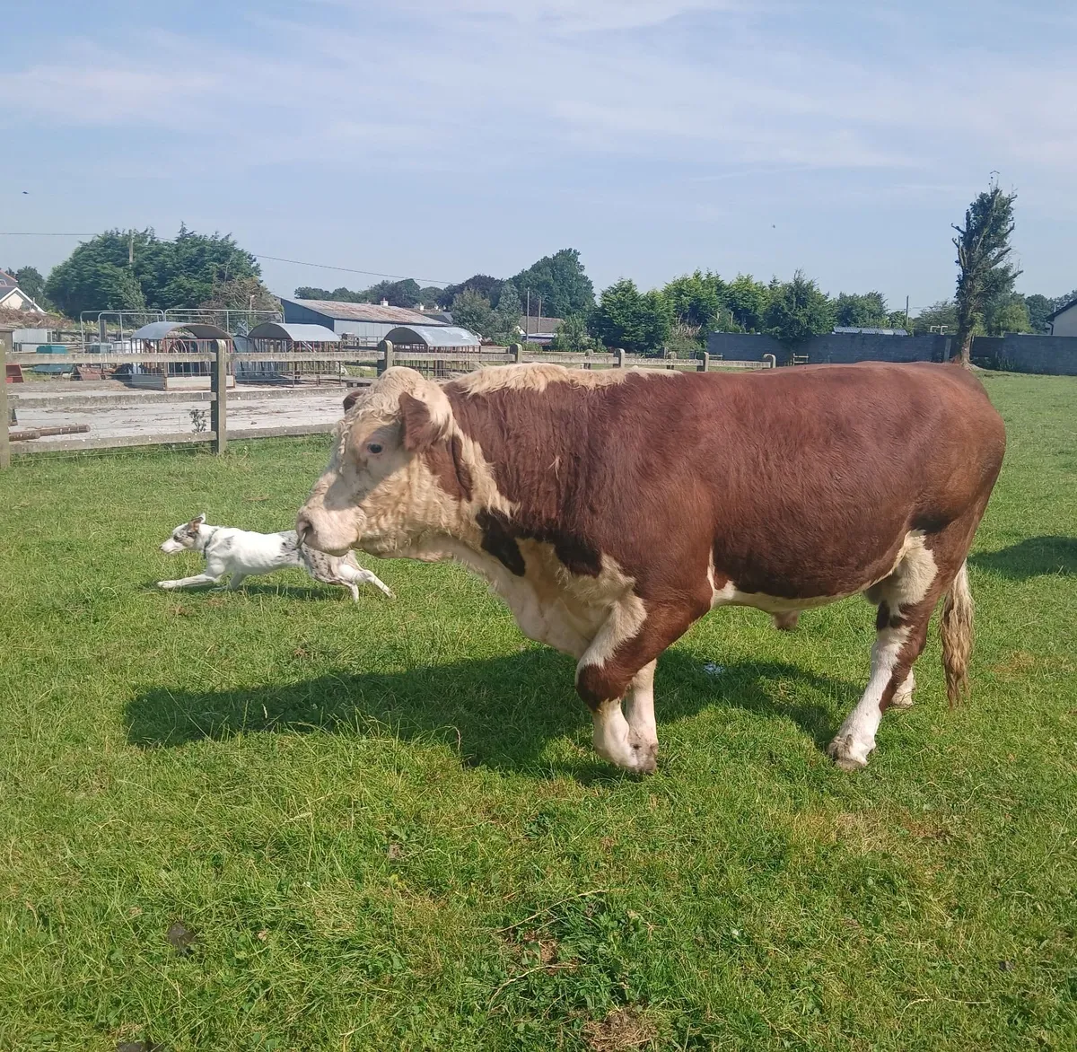 Hereford bulls - Image 4