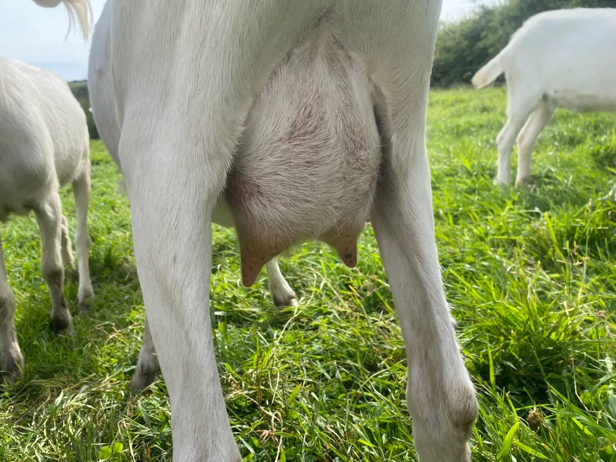 WHITE MILKING GOAT  FOR SALE BRITISH SAANEN - Image 2