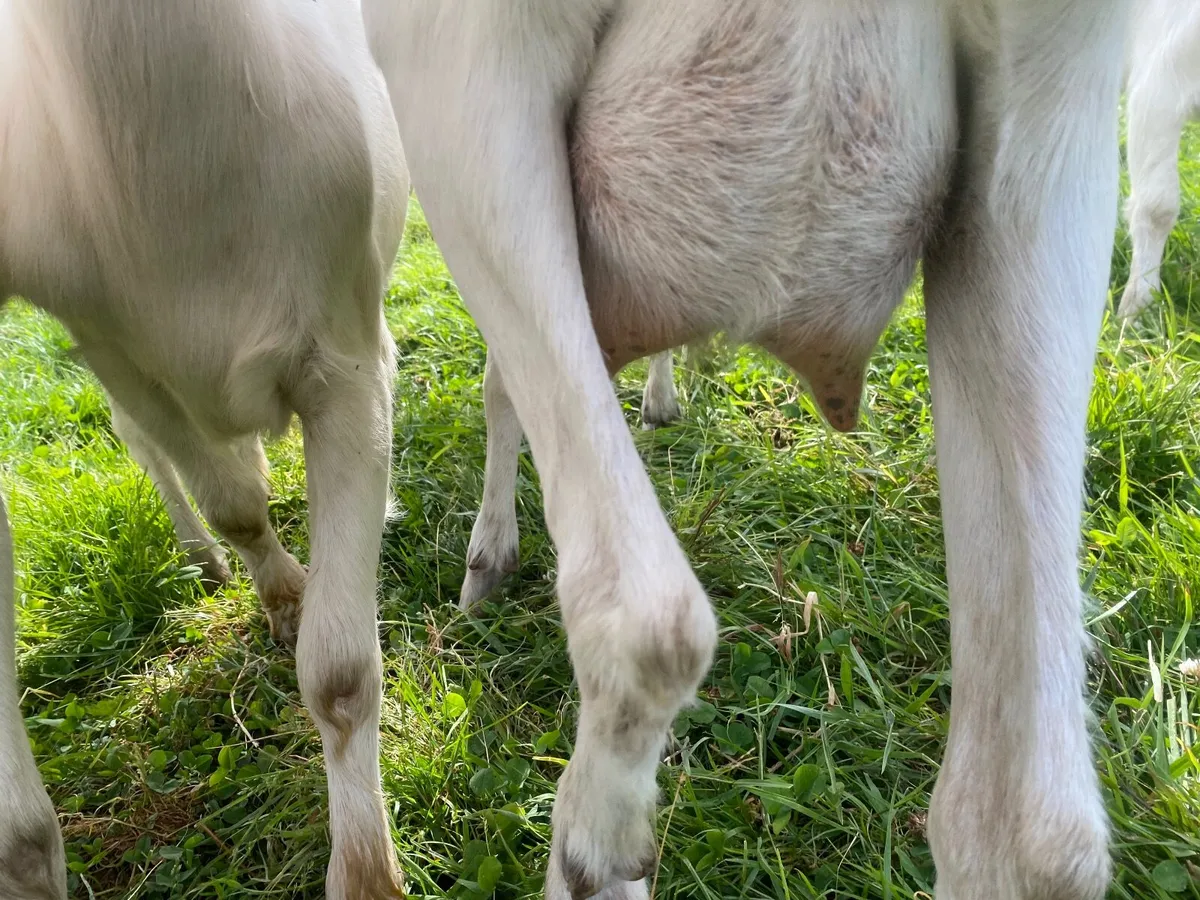WHITE MILKING GOAT  FOR SALE BRITISH SAANEN - Image 3