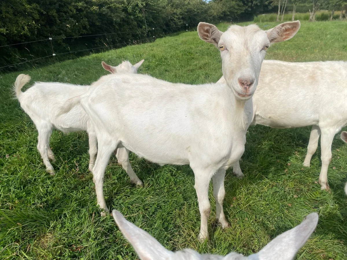 WHITE MILKING GOAT  FOR SALE BRITISH SAANEN - Image 1