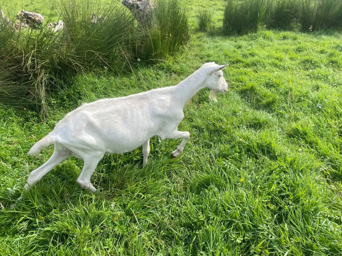 WHITE MILKING GOAT  FOR SALE BRITISH SAANEN - Image 4