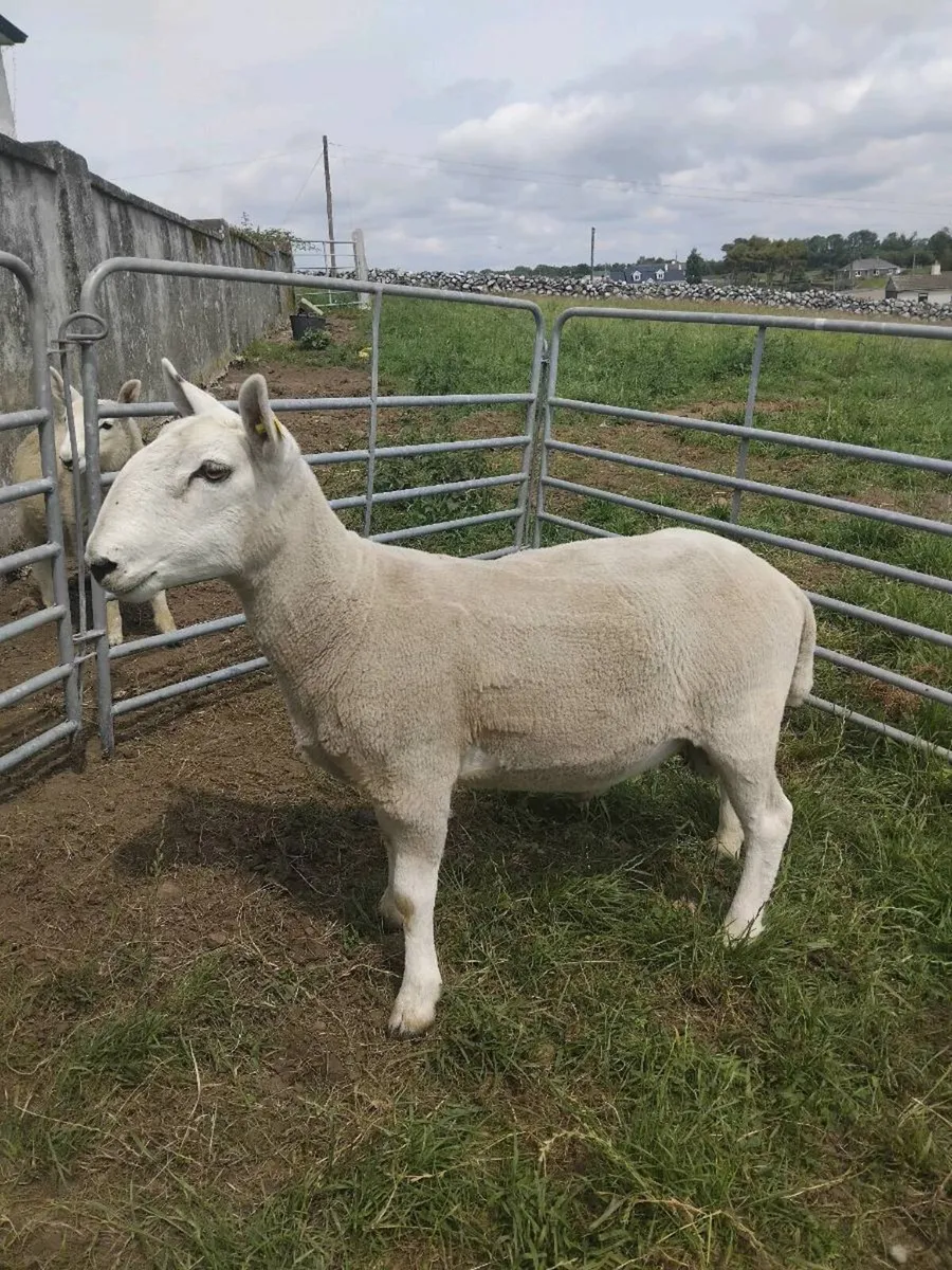 Cheviot hogget ram and Cheviot ram lamb - Image 1