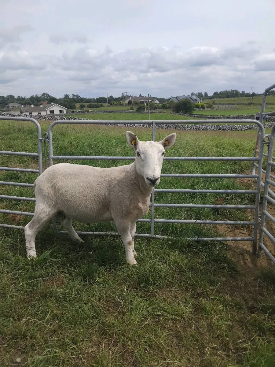 Cheviot hogget ram and Cheviot ram lamb - Image 3