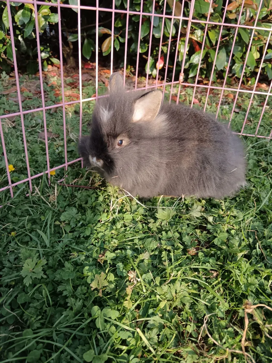 Double Lion Head Teddy Head Rabbit - Image 2