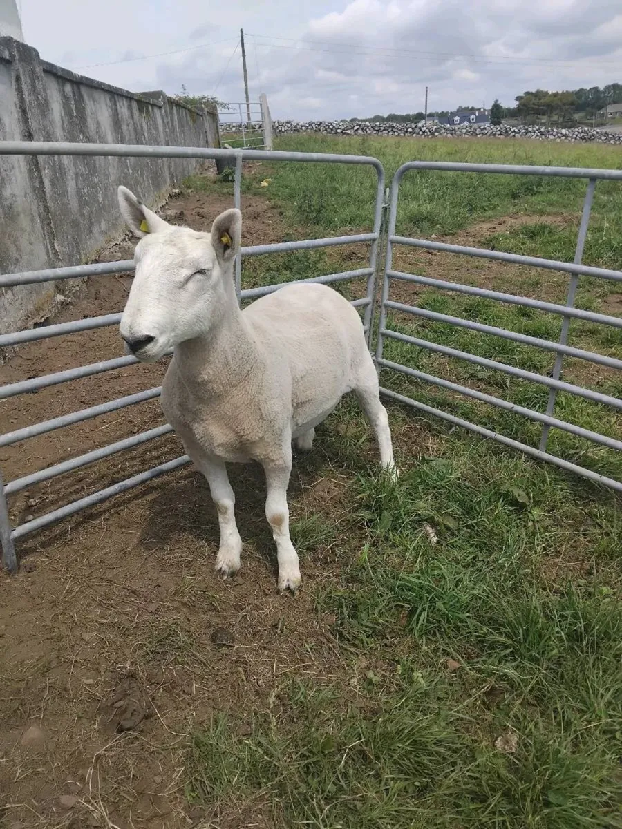 Cheviot hogget ram and Cheviot ram lamb - Image 2