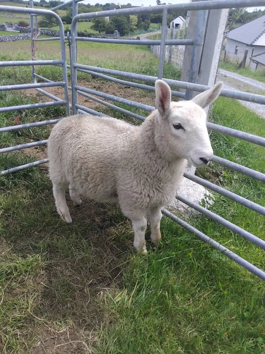 Cheviot hogget ram and Cheviot ram lamb - Image 4