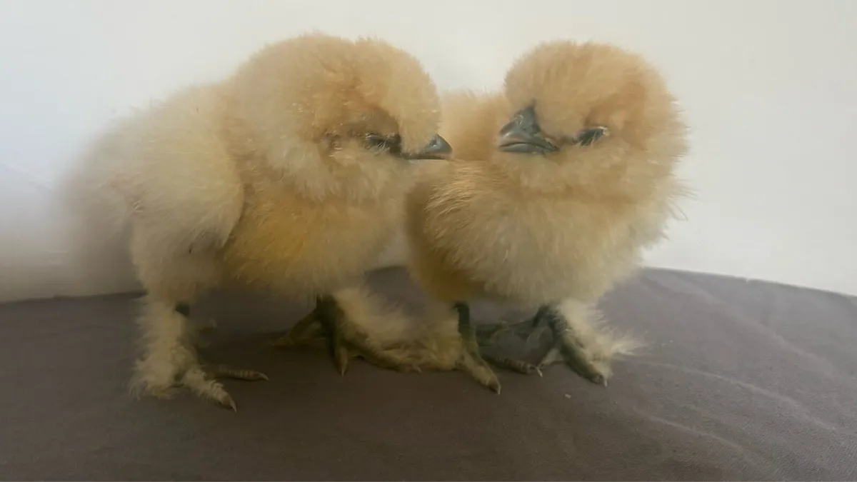 USA Silkie Chicks - Image 1