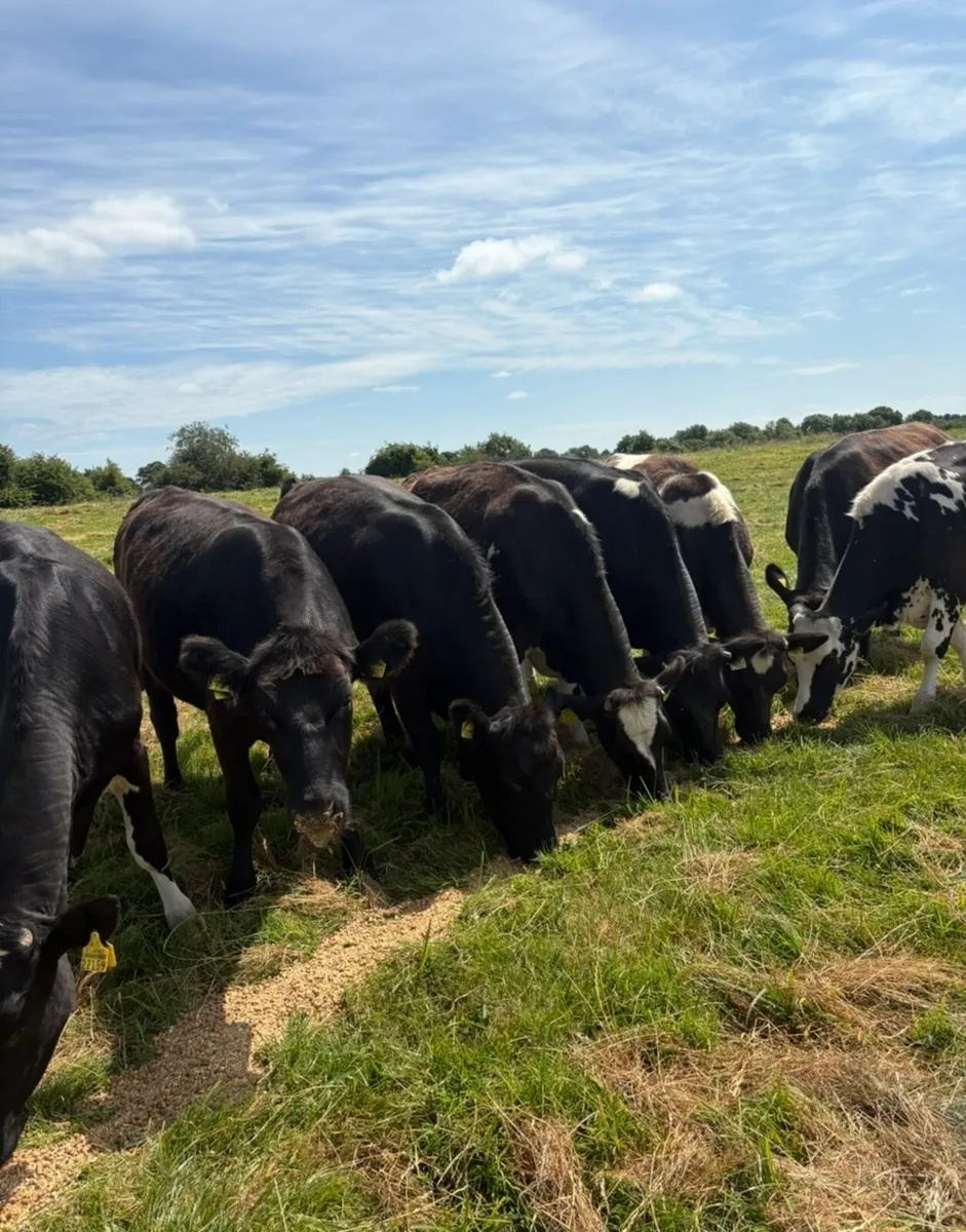 9 super 400kg heifers for sale - Image 2
