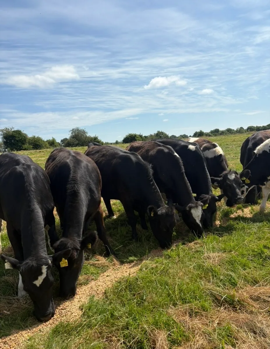 9 super 400kg heifers for sale - Image 3