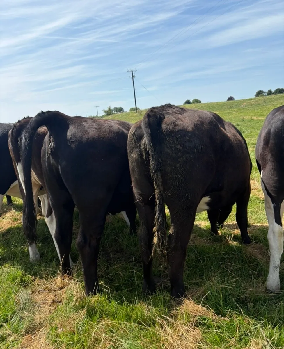 9 super 400kg heifers for sale - Image 4