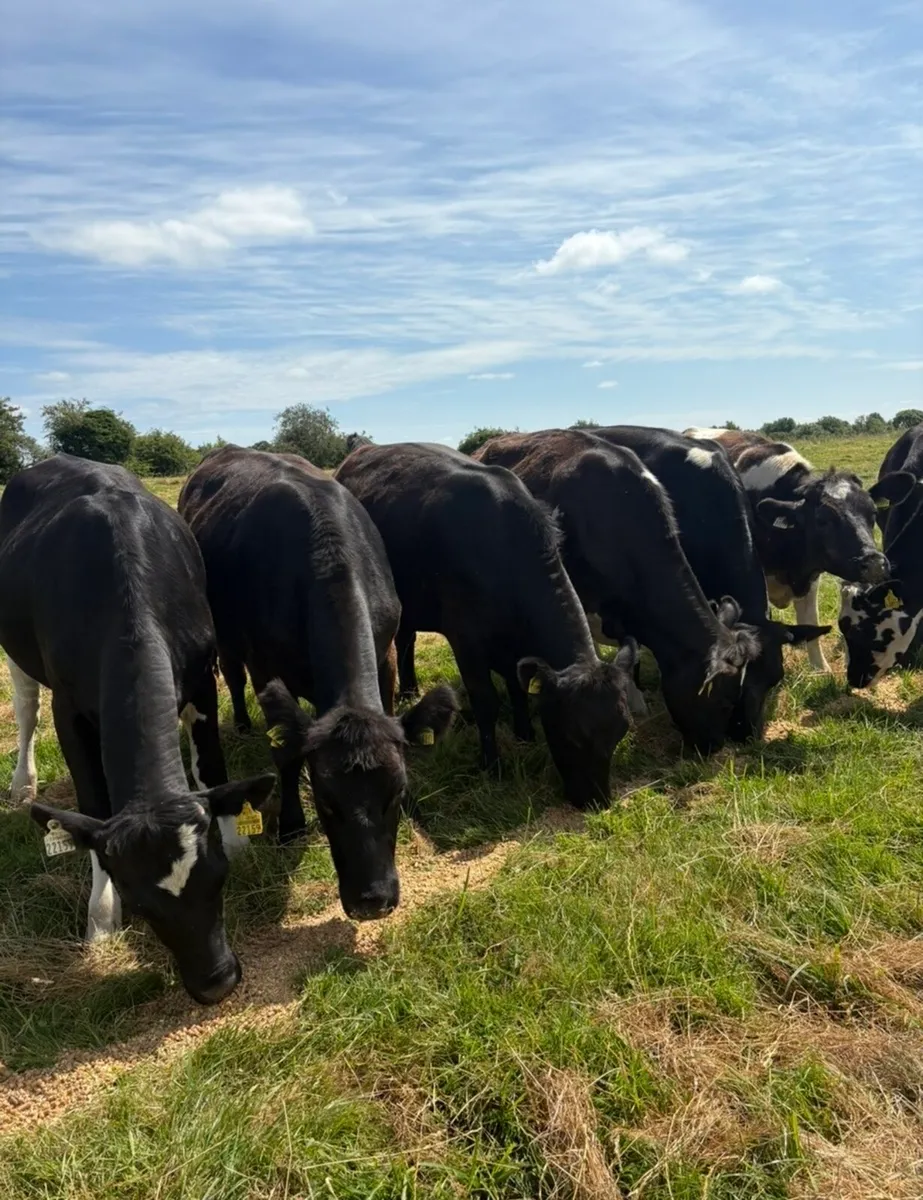 9 super 400kg heifers for sale - Image 1
