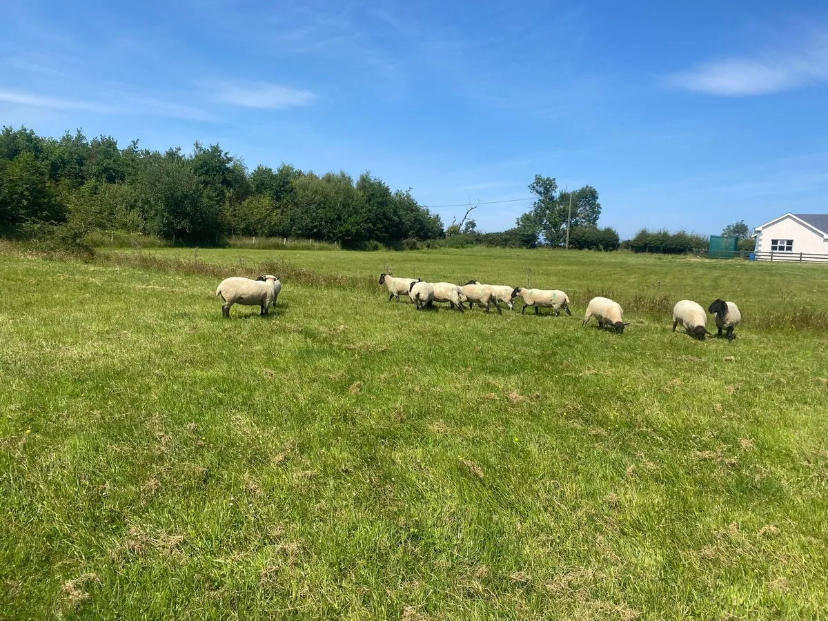 Hoggets - Image 2