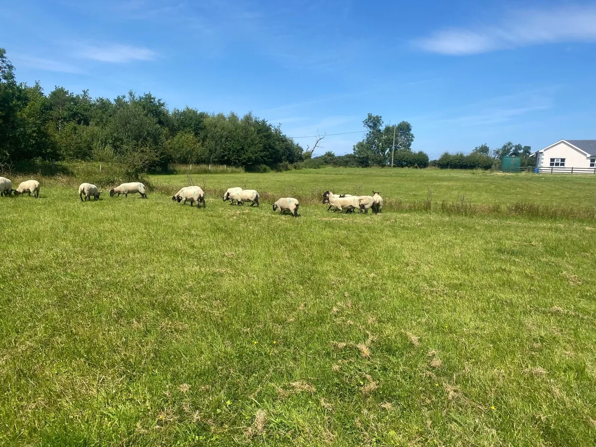 Hoggets - Image 4