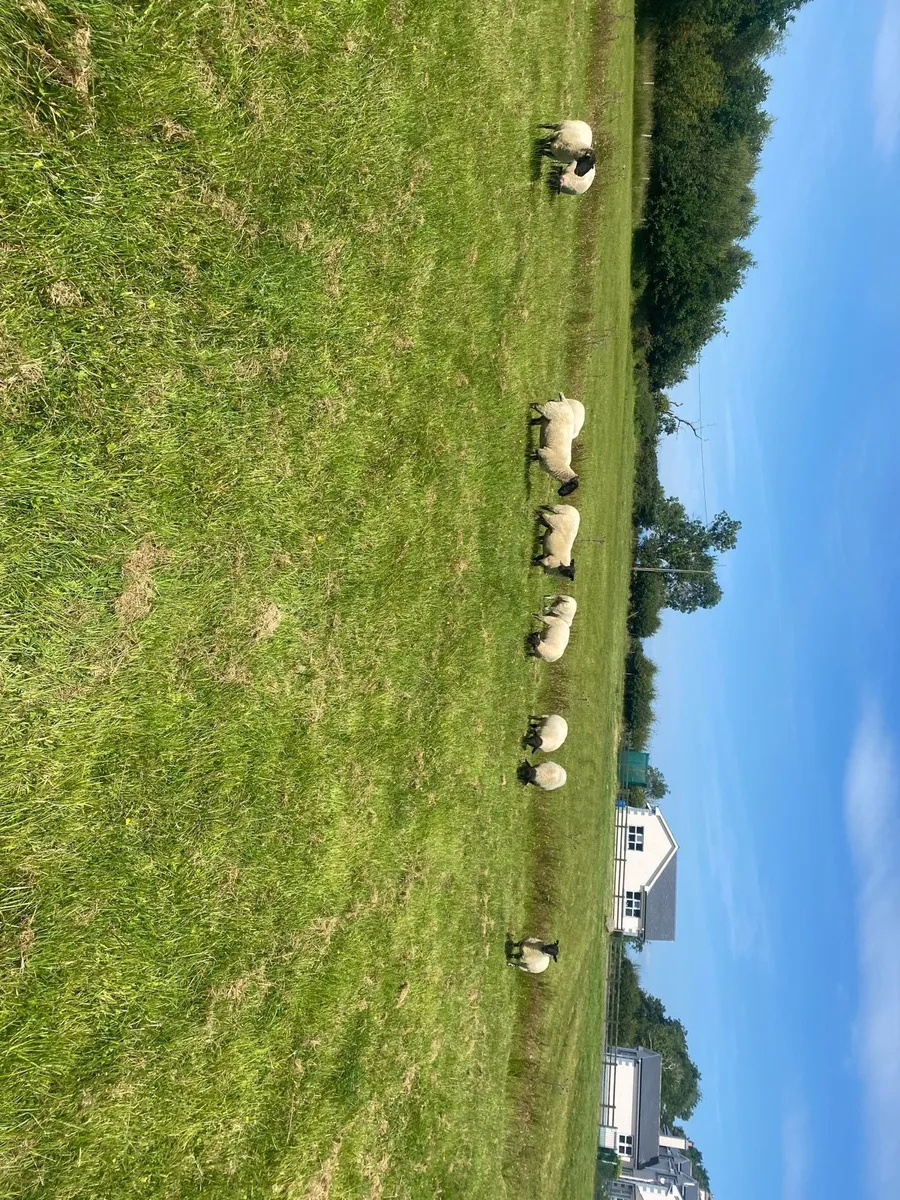 Hoggets - Image 3