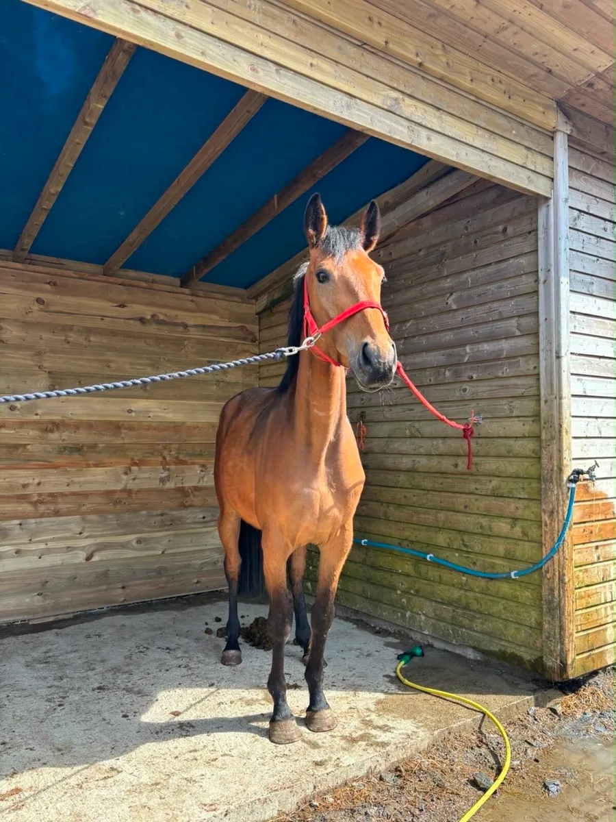 Horse - Image 1