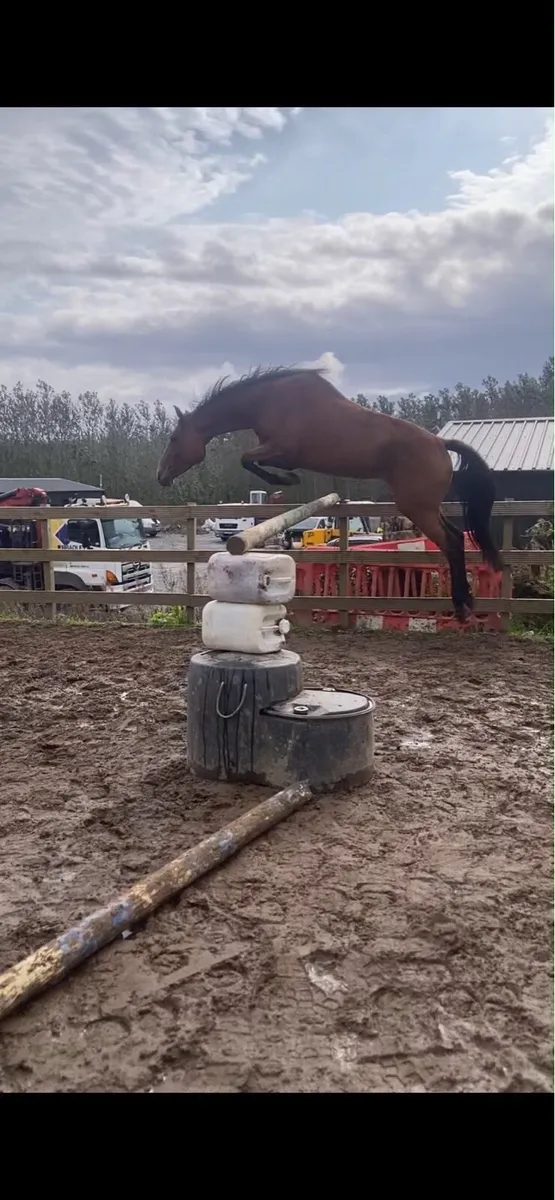 Horse - Image 2