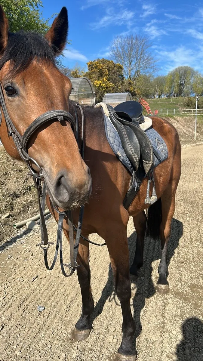 Horse - Image 3