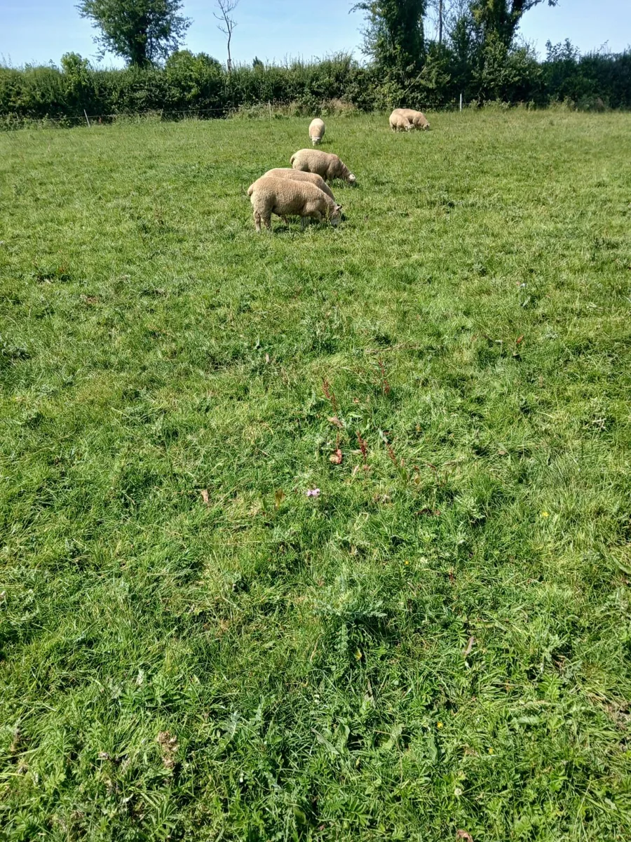 Rams - Image 2